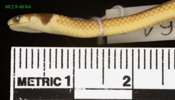 Media type: image;   Herpetology R-48764 Description: Specimen photo;  Aspect: head lateral